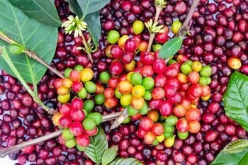 Specialty Arabica Coffee from EDOC Specialty Arabica Coffee - EDOC - Ethiopia