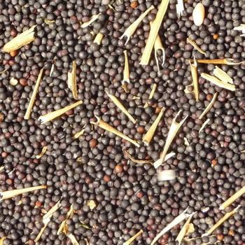 Organic Canola Seeds Bulk Supply for Food Factory Prices for Flax & Chia Seeds - AL JABLI TRADING COMPANY LIMITED - Tanzania