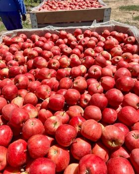 Fresh Royal Beauty Apples available Organic Yes Origin South Africa Quality Control Strict Degree of Processing Fresh Variety Gala, Royal Beauty - NINE FRUITS EXPORTS (PTY) LTD - South Africa