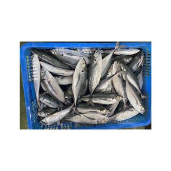 Buy frozen horse mackerel best price for wholesalers and retailers - BMU TRADING GMBH - Germany
