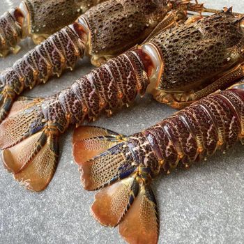 Authentic Bulk Frozen Whole Spiny Lobster Premium Seafood Harvested From Clean Ocean Waters For Wholesale - TRADECENTRIC LLC - United States