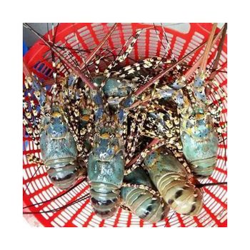 Wild Caught Frozen Lobster Carefully Packed For Seafood Distributors Delivering Outstanding Taste And Texture - TOSOH INTERNATIONAL - South Africa