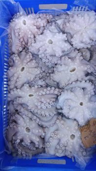 RELIABLE SUPPLY OF PREMIUM QUALITY SEAFOOD COMMON OCTOPUS(OCTOPUS VULGARIS) RICH FLAVOR WHOLE OCTOPUS SEAFROZEN 20KG CARTONS SALE - Sosa Merchant Solutions - Austria