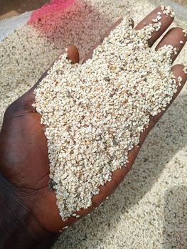 Nigerian Hulled White Sesame Seeds 99.95% Purity, or Natural Raw Sesame Seeds (Human Grade) from Speculum Agro Limited Nigerian Hulled White Sesame Seeds 99.95% Purity, or Natural Raw Sesame Seeds (Human Grade) – product photo, Mixed Sesame Seeds products found from trusted suppliers, wholesalers, manufacturers & exporters Listing