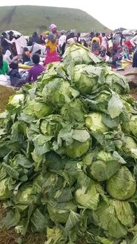 Cucumber – product photo, Cucumber products found from trusted suppliers, wholesalers, manufacturers & exporters Listing