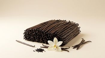 Indonesian Gourmet Super Premium Vanilla Beans – Vanilla planifolia, 19–21 cm CIF - PT WAYGO SINERGI NUSANTARA - Indonesia