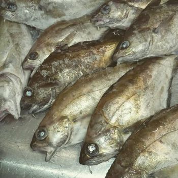 Frozen Plaice Flatfish Export Quality Whole Fish Fillets and Portion Cuts for Distributors - PILOTEXPORT IMPORT AND EXPORT LTD - South Africa