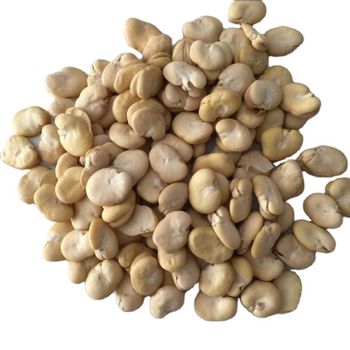 China Origin Peeled Split Fava Beans Dry Broad Bean Without Shell - Hebei Nihewan Agricultural Development Co., Ltd. - China
