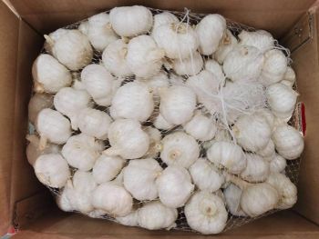 High Quality Fresh Organic White Garlic with Competitive Price 2 Year Shelf Life Food Ingredients at Origin - TRADECENTRIC LLC - United States