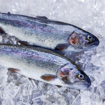 Frozen Atlantic Trout Premium Seafood Best Offer for Catering Foodservice and Retail Supply - PILOTEXPORT IMPORT AND EXPORT LTD - South Africa