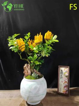 Aromatic Fingered Citron Buddha's Hand Live Tree for Export Bonsai - Guangzhou Yihe Gardening Co., Ltd. - China