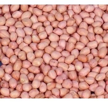 Peanut Bold Java - CV. Sekawan Cipta Dinar - Indonesia