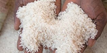 Clean Long Grain White Rice - High Quality for Wholesale & Export - CUBICDIOC GENERAL SOLUTION - Tanzania
