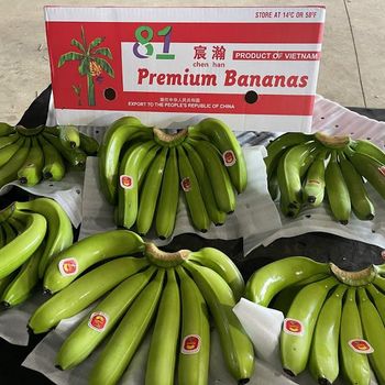 Fresh Cavendish Banana from Vietnam | Export Grade | 13kg Carton | Reefer Container - NGUYEN PHAT GLOBAL TRADING COMPANY LIMITED - Vietnam