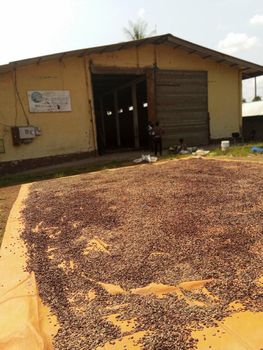 Cocoa beans - Itohngoe group - Cameroon