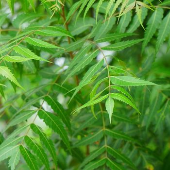 NIM POWDER, dehydrated neem leaves - AAROHI FARM - India