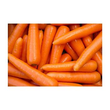 Fresh carrots available in bulk for global produce wholesalers and importers - Mundus Exports Pty Ltd - South Africa