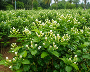 Pitchi Buds - ZENTRO WORLD CONNECT - India