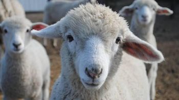 Live Stock sheep & Goat - Thai Agri Company - Thailand