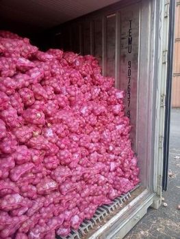 Fresh Onion - Jayprakash exports - India