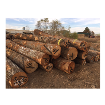 Red Oak Wood Logs for Export - Premium Quality and Competitive Prices - Exigentelaxia Unipessoal Lda - Portugal