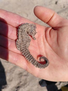 Natural Dried Sea Horse High Quality Product Ready And Wholesale Market With Fresh Stock Available from CPW TRADE LTD Natural Dried Sea Horse High Quality Product Ready And Wholesale Market With Fresh Stock Available - CPW TRADE LTD - United Kingdom