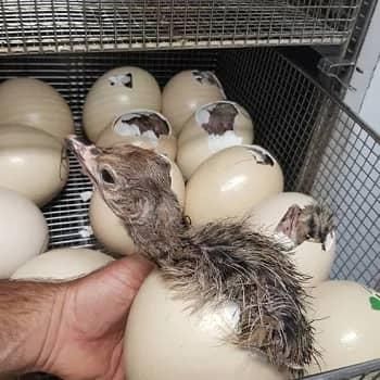 Top Quality Fresh Ostrich Eggs for Export - Guaranteed Size and Taste Please - AL JABLI TRADING COMPANY LIMITED - Tanzania