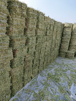 Peanut Straw Hay 4-5 KG packing bale Availabe Pakistan & UAE - Future Link General Trading - United Arab Emirates