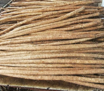 Fresh Burdock - SHANDONG GALAXY INTERNATIONAL TRADING CO., LTD. - China
