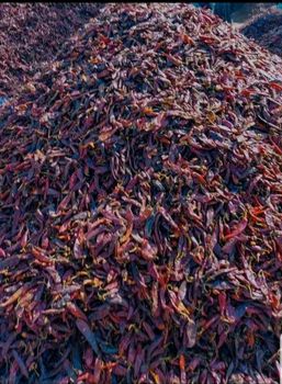 Dry hot pepper - Eba supply plc - Ethiopia