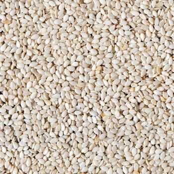 Fox Nuts - Shumitra - India