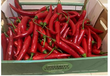 Premium Red Fresh Chili Pepper Farm Picked Natural Hot Flavor For Restaurants Grocery Stores And Daily Cooking Needs - TRADECENTRIC LLC - United States