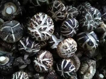 Shiitake mushroom Flavor Rich Umami Taste Processing Method Sun-dried Packaging plastic bag packaging Appearance Natural And Cultivated - Hubei jinyida trading co.,ltd - China