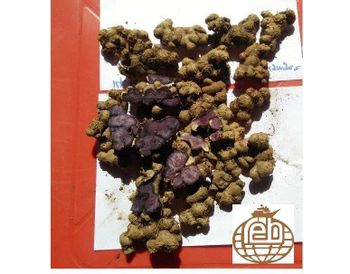 Black Ginger/ Kra Chai Dum/ Kaempferia parviflora from Raibang Export House Black Ginger/ Kra Chai Dum/ Kaempferia parviflora - Raibang Export House - India