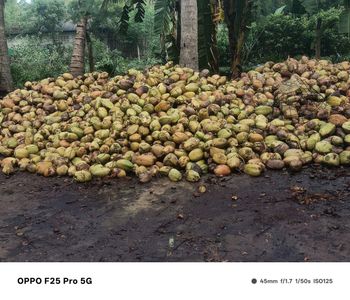 Coconut – product photo, Fresh Coconut Water products found from trusted suppliers, wholesalers, manufacturers & exporters Listing