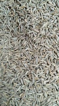 Cumin Seeds from Basant industries Cumin Seeds - Basant industries - India