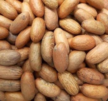 Bitter Kola-Natural Health Booster and Herbal Remedy Grade A Size 2-4 cm Shape Bean-like Taste strongly bitter Shelf Life 6-12 - THE GREEN INTERNATIONAL LIMITED - Tanzania