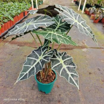 Indoor Plants Alocasia Flower Plants Live Plant Fresh Alocasia Bonsai - Foshan Yuemaotong Trade Firm - China