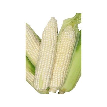 Premium-grade white maize perfect for food processing and supply - MASI TRADING GMBH - Germany