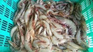 Fresh Shrimps Type CIF Color Fresh Texture Fresh Application Seafood Dishes Certifications Brc, Halal, Eu Approval Intended Use Culinary Use In Restaurants And Home Kitchens - malter group - Tanzania