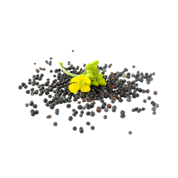 High quality canola seeds offered at wholesale price for edible oil producers - afrivett@gmail.com - South Africa