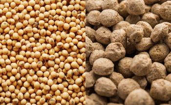 High Protein Fresh Soybean Chunks (TVP) Vegetarian Meat Substitute Water Wholesale Bulk Supplier ISO HACCP Certified -  DAEWKAEW PANTAMANG Co., Ltd - Thailand