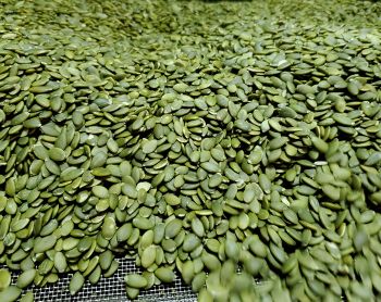 Wailitong Factory Supply Raw Processing Hulled Shine Skin Pumpkin Kernels Seeds Non GMO 3A Raw Thailand Pumpkin Seeds - Xi'an Wailitong Food Co., Ltd. - China