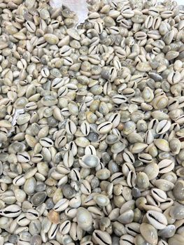 Grey / White / Ringtop Cowry Shell (Double Washed) - Kapurwala Enterprises - India