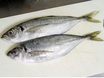 Frozen Mackerel Fish For sale in Bulk from KORACHI INDUSTRY LTD Frozen Mackerel Fish For sale in Bulk - KORACHI INDUSTRY LTD - United States