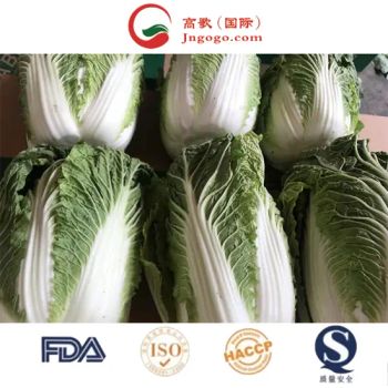 Delicious Frozen Chinese Cabbage Size 1.5kg Kind Fresh Color Green Origin China Trademark GOGO HS Code 0706100001 Storage Method - Jinan Gogo International Trade Co., Ltd. - China