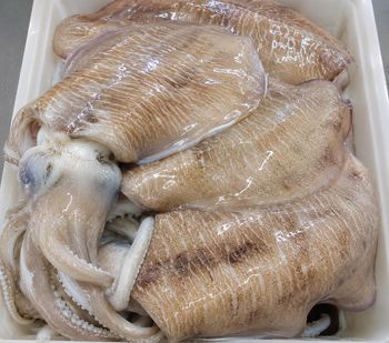 Cuttlefish - Agung Persada Tunggal - Indonesia