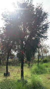 Live Plants Metrosideros Viminalis Tall Bottle-Brush Origin China Trademark Yihe Properties Nature Model NO. Calli02 Feature - Guangzhou Yihe Gardening Co., Ltd. - China