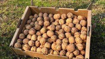 Azerbaijani Walnuts - Goicha LLC - Azerbaijan