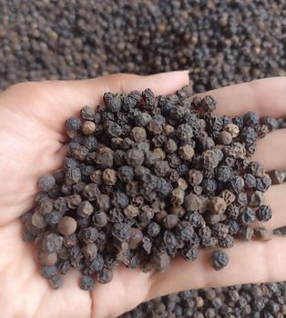 LAMPUNG BLACK PEPPER Origin Indonesia Product Type Spices - Rumah Rempah Indonesia - Indonesia